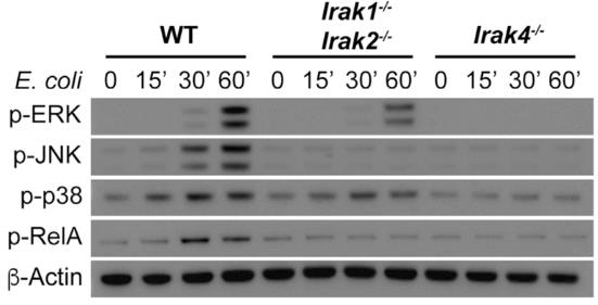 IRAK4-4.jpg