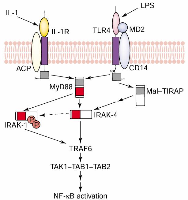 IRAK4-7.jpg