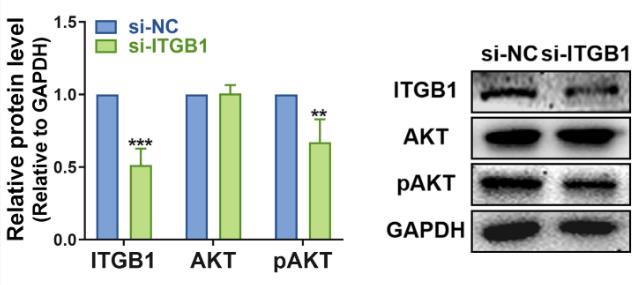 ITGB1-4.jpg