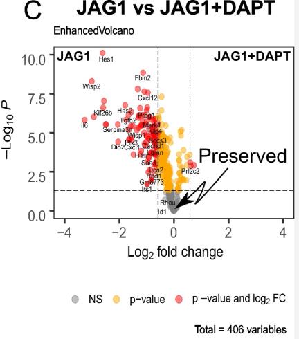 JAG1-2.jpg