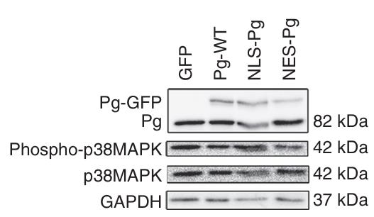 JUP-4.jpg