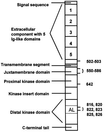 KIT-7.jpg
