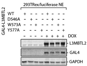 L3MBTL2-2.jpg