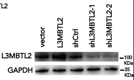 L3MBTL2-3.jpg