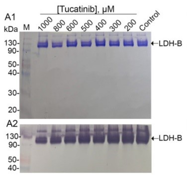 LDHB-3.jpg