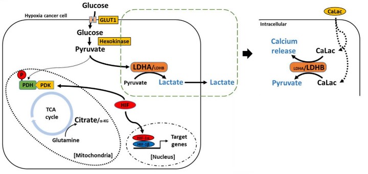 LDHB-5.jpg