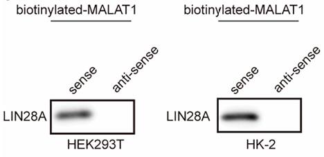 LIN28A-4.jpg