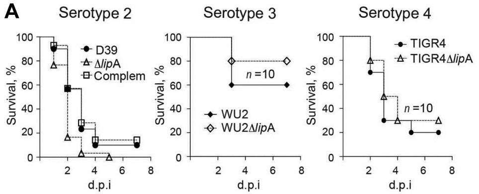 LIPA-4.jpg