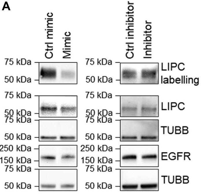 LIPC-1.jpg