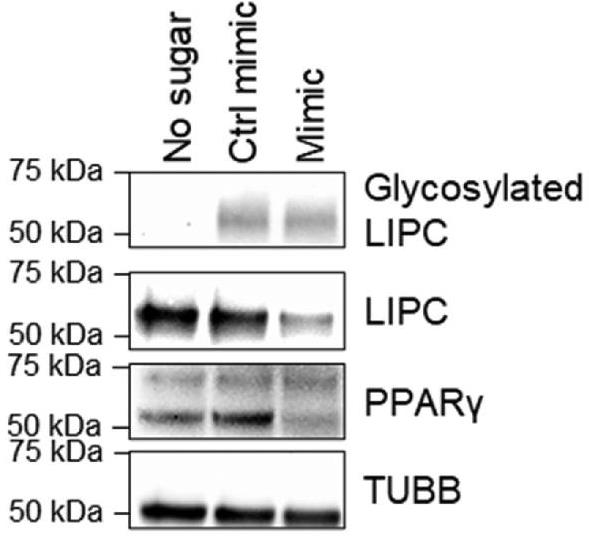 LIPC-2.jpg