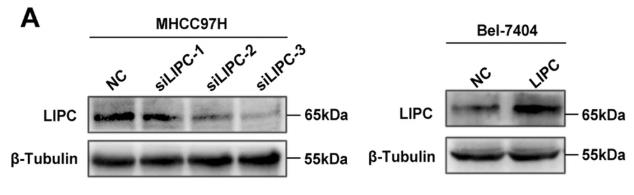 LIPC-3.jpg