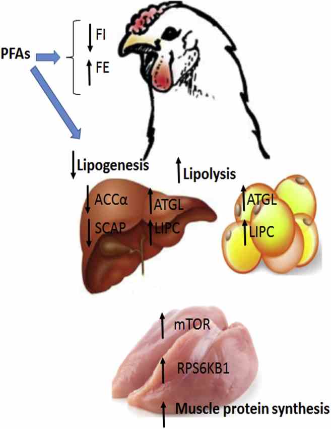 LIPC-7.jpg