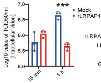LRPAP1-1.jpg