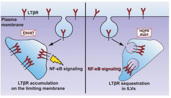 LTBR-7.jpg