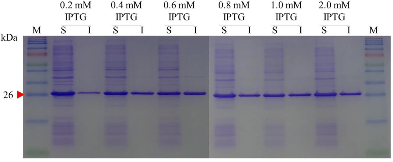 LYSOSTAPHIN-1.jpg