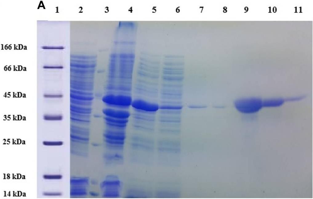 LYSOSTAPHIN-3.jpg