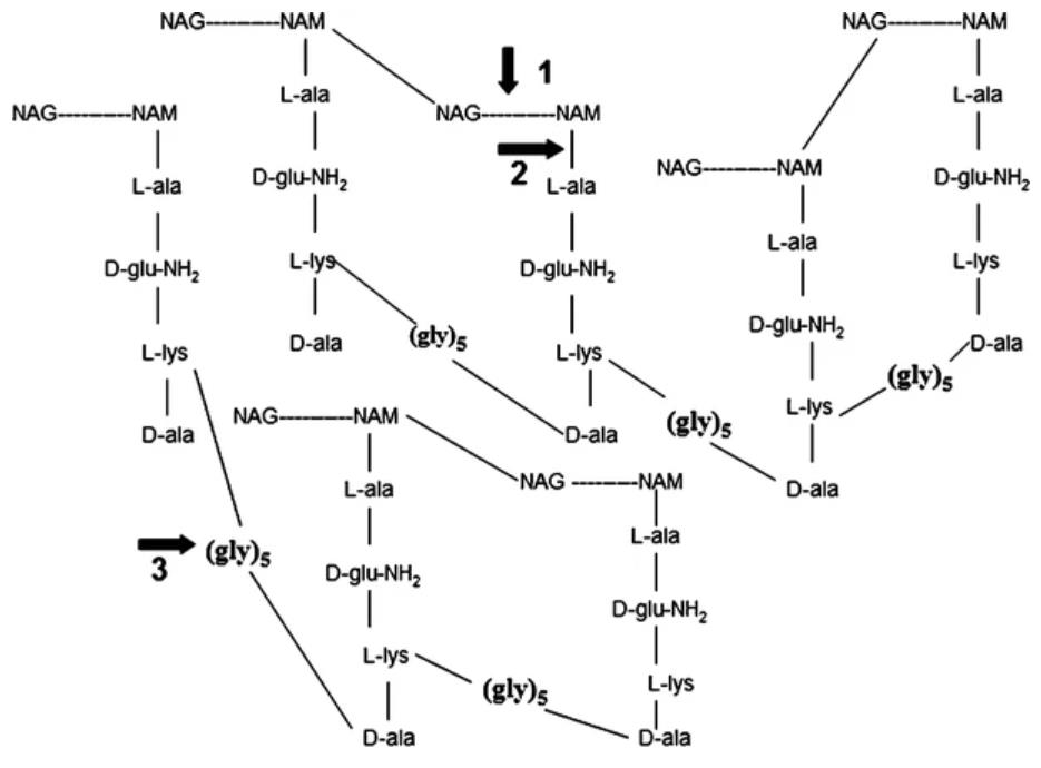 LYSOSTAPHIN-6.jpg