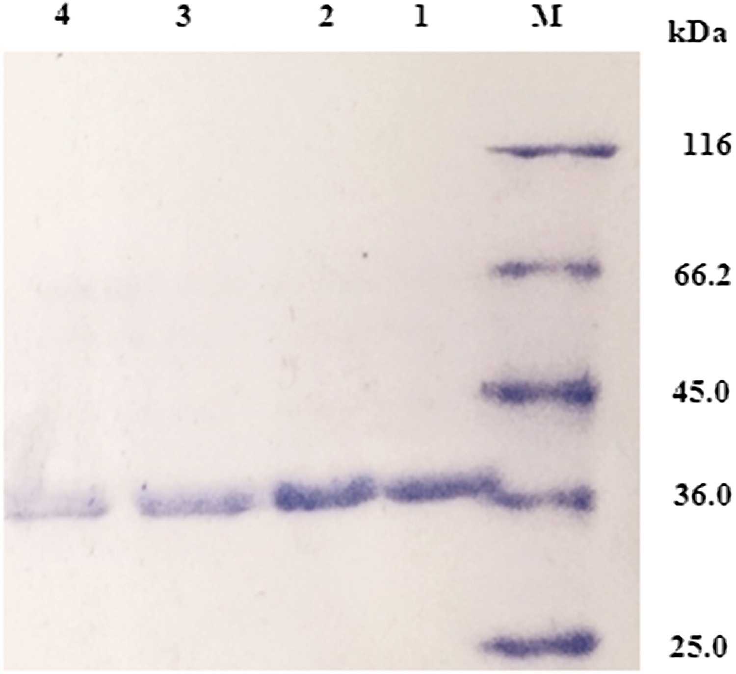 Luciferase-01R-1.jpg