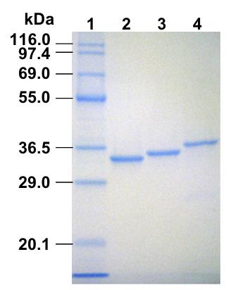 Luciferase-01R-3.jpg