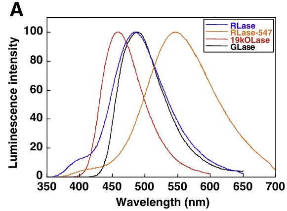 Luciferase-01R-4.jpg