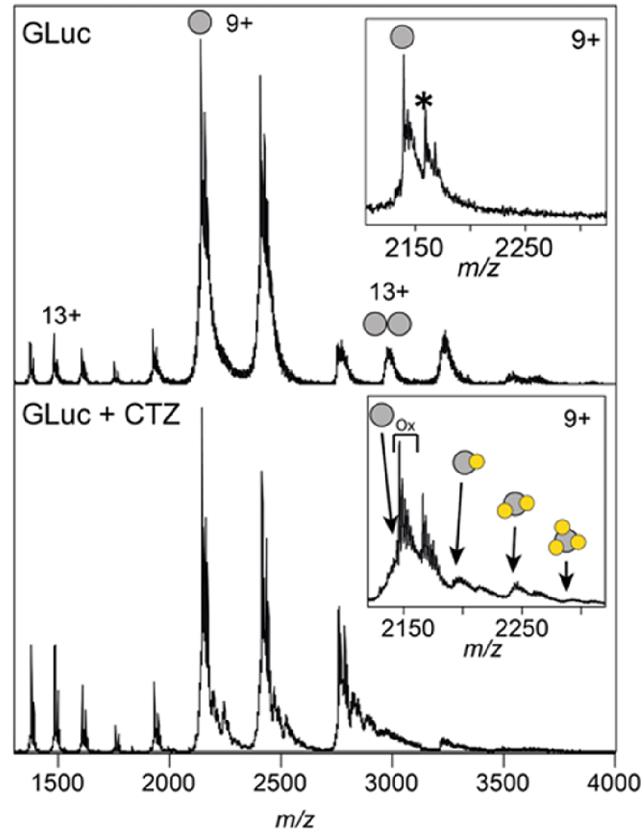 Luciferase-105G-2.jpg