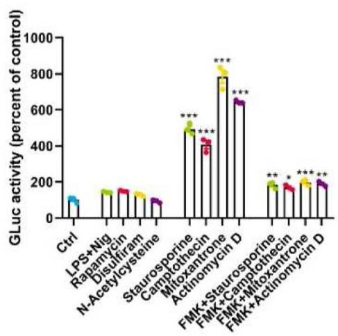 Luciferase-105G-4.jpg