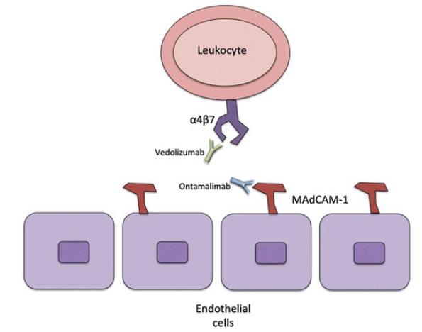 MADCAM1-7.jpg