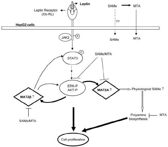 MAT2B-5.jpg