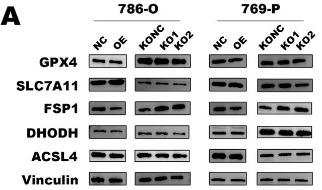 MDH2-2.jpg