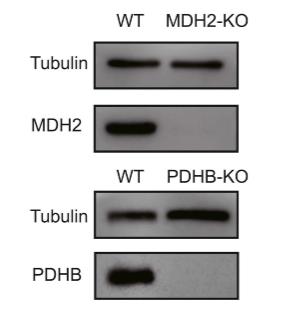 MDH2-3.jpg