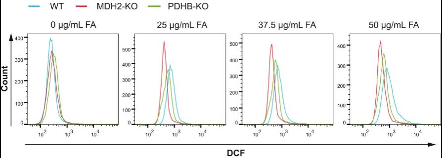 MDH2-4.jpg