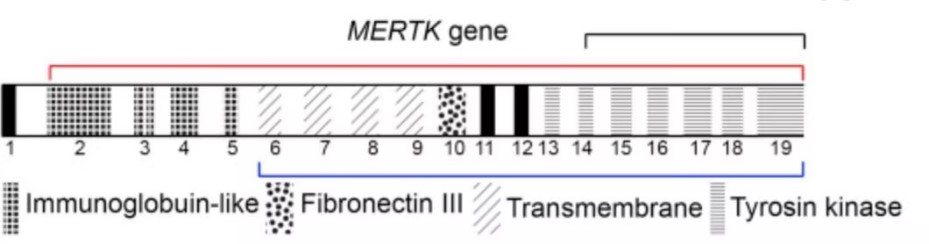 MERTK-9.jpg