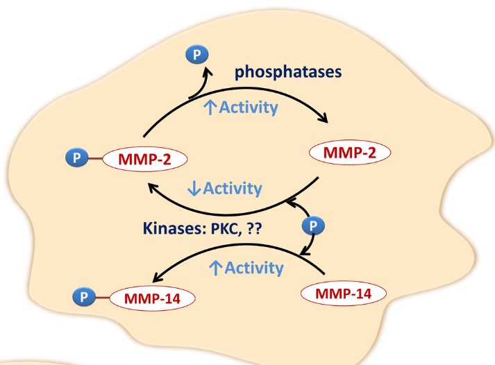 MMP2-9.jpg