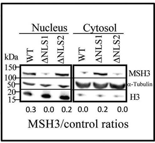 MSH3-494H-1.jpg