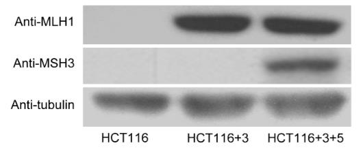 MSH3-494H-3.jpg
