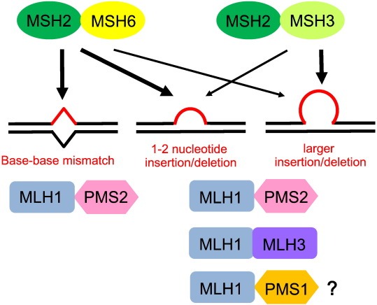 MSH3-494H-5.jpg