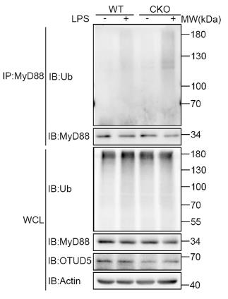 MYD88-2.jpg