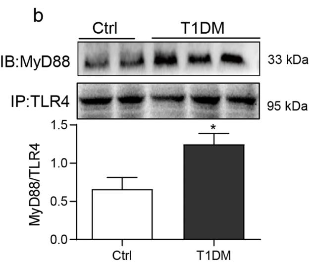 MYD88-3.jpg