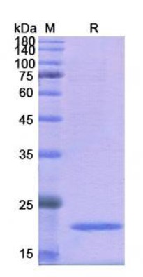 MYL2-2.jpg