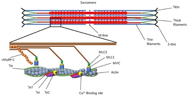 MYL2-7.jpg