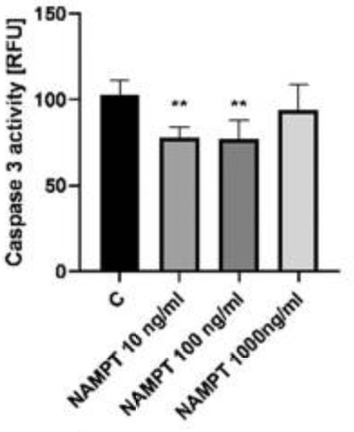 NAMPT-6.jpg