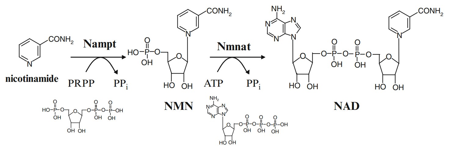 NAMPT-9.jpg