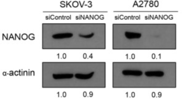 NANOG-3.jpg