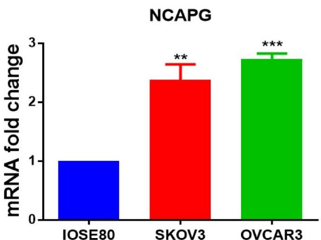 NCAPG-1.jpg