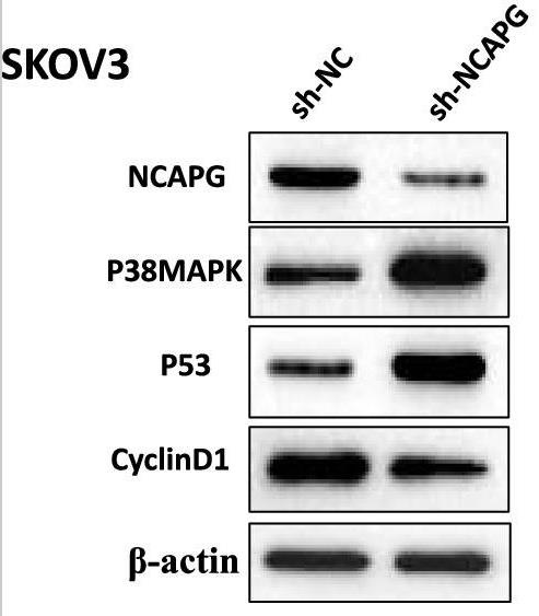 NCAPG-2.jpg