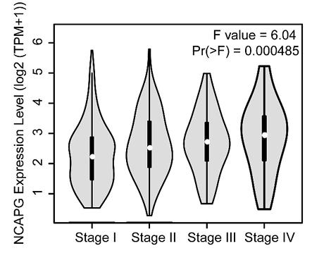 NCAPG-3.jpg