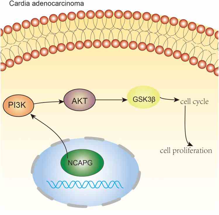 NCAPG-7.jpg