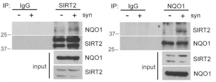 NQO1-4.jpg