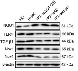 NQO1-6.jpg