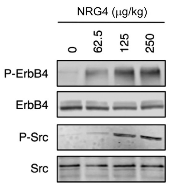 NRG4-6.jpg